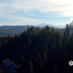 Викрито заволодіння землями лісового фонду біля Буковеля на понад 50 млн